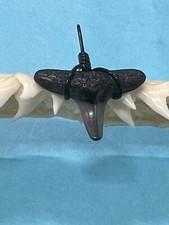 SHARK TOOTH PENDANT…5/8 Inch Fossilized LEMON Shark Tooth from Venice Florida 