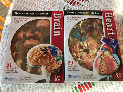 Learning Resources Human Anatomy Model Heart Brain