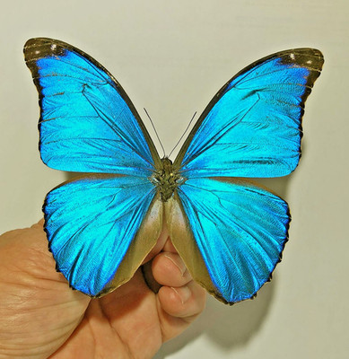 MORPHO MENELAUS CHANTALAE(2020)***male****NE Venezuela(papered)