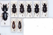 Carabidae: sp. 8 pcs - from Spain