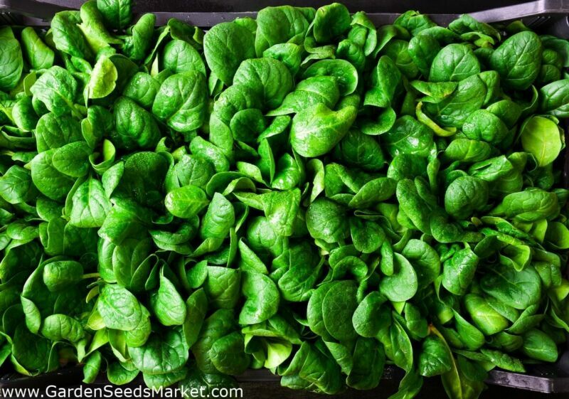 SPINACH GRETA F1 500 SEEDS