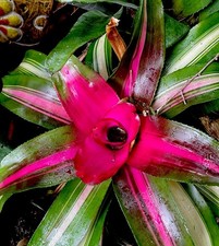 bromeliad Variegated- Neoregelia- Wolfgang-Pink Green Broadleaf Foliage -
