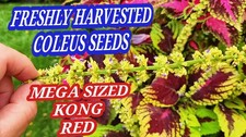 JIM's 12 PACK COLEUS VARIETY PACK.  FRESH 2026