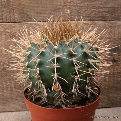 M50 GYMNOCALYCIUM EURYPLEURUM 20 YEARS OLD pot16-H13-W16 cm MaMa Cactus