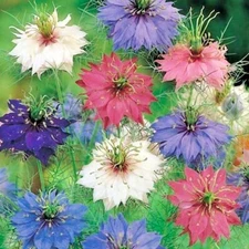 501+LOVE IN A MIST Flower Seeds Flowering Annual Cut Dried Flowers Container