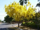 Cassia fistula, Golden Shower Tree - 10 Se eds