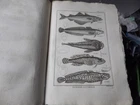 PANCKOUCKE ICHTHCHYOLOGY FISH ORIGINAL ENGRAVING FROM 1788 22 X 31 Cms