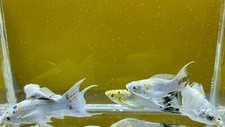 Molly pikachu blue eye lyretail long body Live Fish USA Breeder