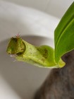 Nepenthes [mirabilis x (viking x ampullaria)] – Seed grown — photo 5