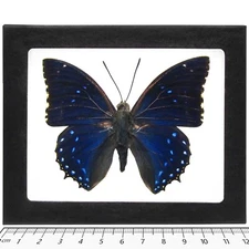 Charaxes numenes REAL FRAMED BUTTERFLY BLUE AFRICA
