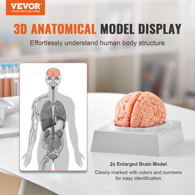Human Brain Model Anatomy - 1:1 Life-Size 9-Part Anatomical Model with Labels & 
