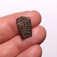 Very Good CROCODILE SCUTE - Dinosaur Age Fossil Specimen - Hell Creek Formation