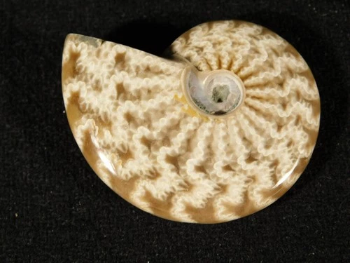 Highly Polished! Sutured AMMONITE Fossil From Mahajanga Madagascar 6.36