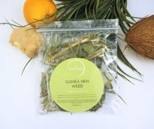 Guinea Hen Weed Bush Tea Anamu Wild Grown No Chemicals