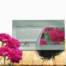 1000 Seeds Carnation Seeds - Dianthus Caryophyllus Chabaud Magenta Flower Seed