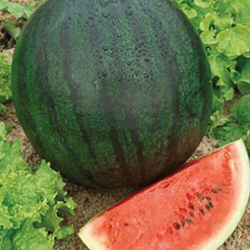 Sugar Baby Watermelon Seeds | Non-GMO | Free Shipping | Seed Store | 1043 - Picture 1 of 1