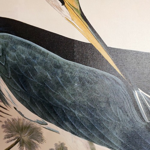 Trademark Fine Art "Louisiana Heron" Large Canvas Art by John James Audubon 47" - Picture 6 of 9