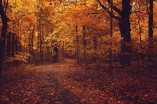 Landscape forest trees fall plants path fallen leaves Custom Gaming Mat Desk