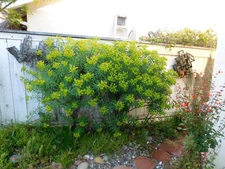 EUPHORBIA ARBOREA yellow flowers LARGE SEEDLINGS