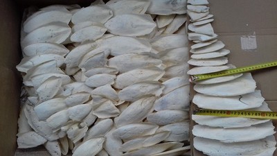 Sepiaschalen  5 kg 12 21 cm.   sepiaschale