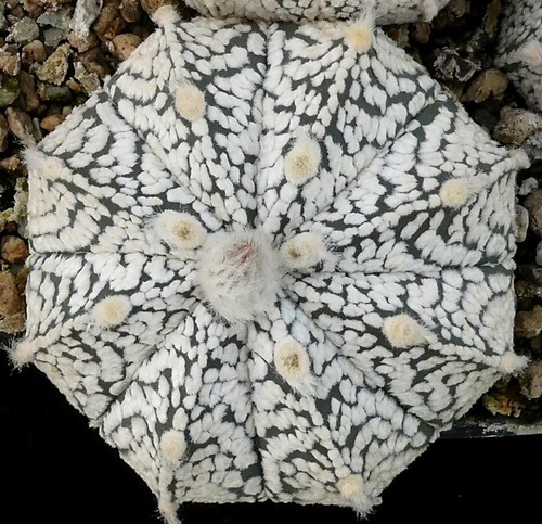 C 3410-1 Astrophytum Multihybride - own roots