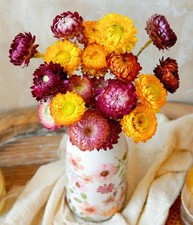 Natural Dried Straw Flower 20pcs, Natural Flowers Bouquet Daisies, Dried Dais...