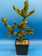 Spiral Euphorbia - Euphorbia Tortilis 4.5" Pot! Twisted Spurge - Super Healthy!