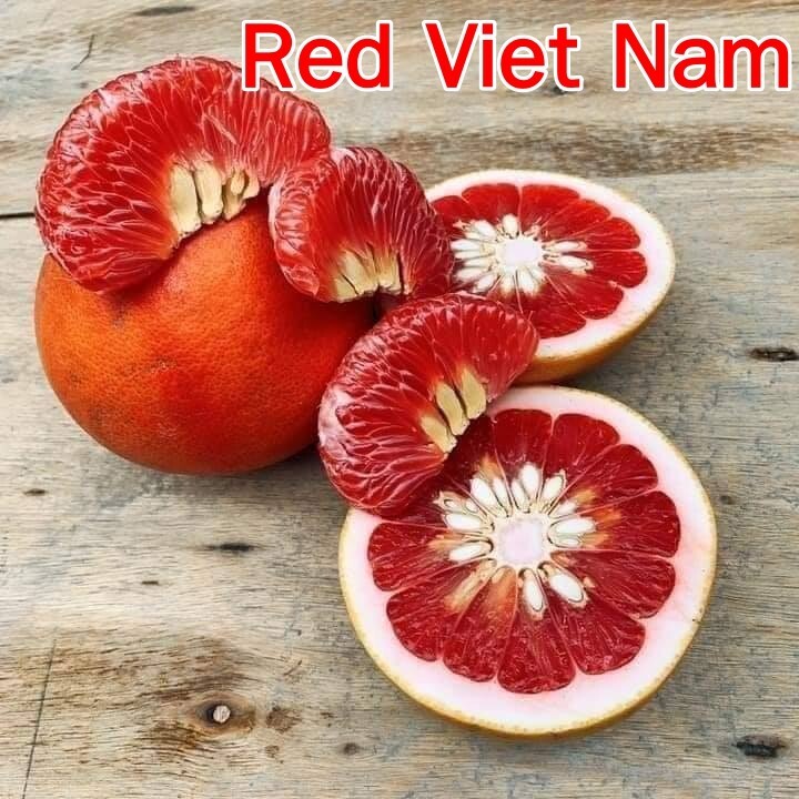 Pomelo tree Grafted type RED VIETNAM Best varieties 18'+ tall, No ship to CA eBay