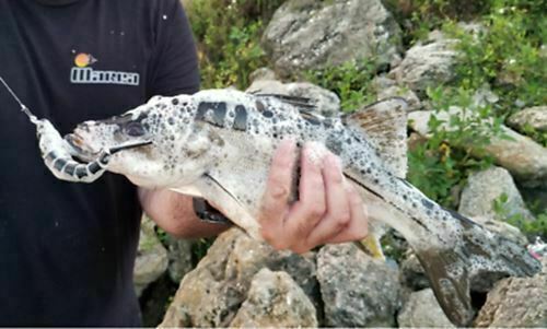 Super Slam Swimbait Lure kit for bass,snook, tarpon, and MORE | (6PCS)   - Image 8