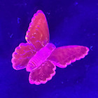 Blue Vaseline glass butterfly insect monarch glow neon animal uranium magnesium
