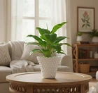 Fenton Art White Hobnail Milk Glass Vase 4" Scalloped Rim Flower Pot Planter