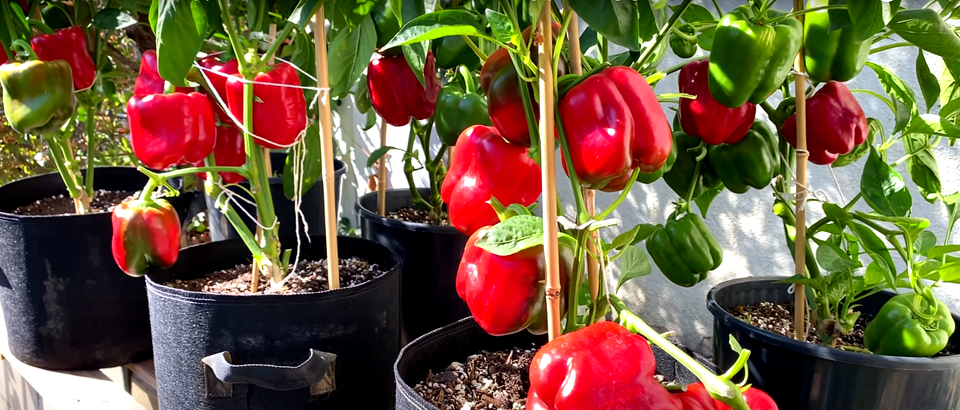 Golden Cal Wonder - Sweet Pepper Garden Seeds - 1 oz - Non-GMO