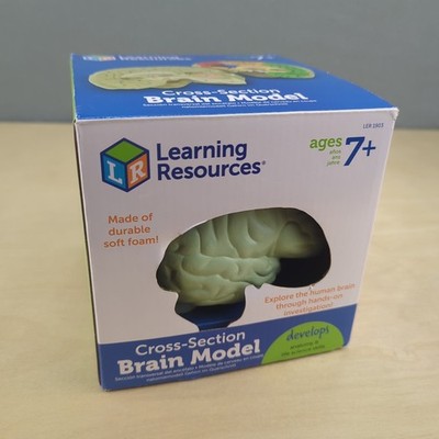 Learning Resources Cross-Section Brain Model - 2 Pieces Ages 7 Brain Anatomy EUC