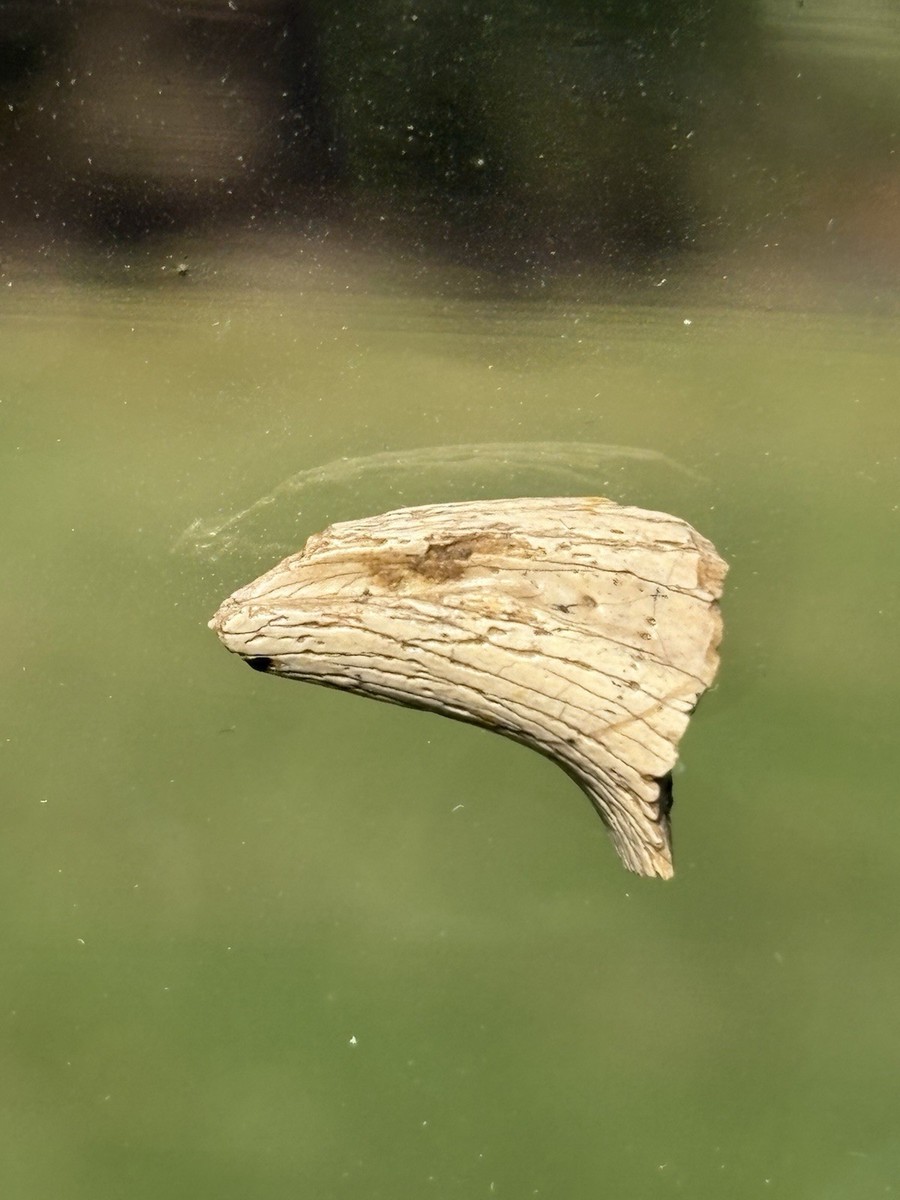 Anzu Wyliei Raptor Claw Dinosaur Fossil Hell Creek Theropod tooth