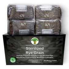 MycoHaus 1 pound sterilized rye grain bag with injection port mushroom substrate