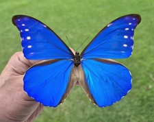 MORPHO RHETENOR CACICA FROM PERU  MOUNTED RIKER FRAMED