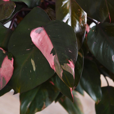 philodendron scandens wachstum Tipps zur Pflege deiner Pflanze : Philodendron scandens Brasil   PflanzenFuerAlle