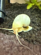 Ivory White Mystery Snail - 5 1; 10 2; 15 3 counts. Best price in the market