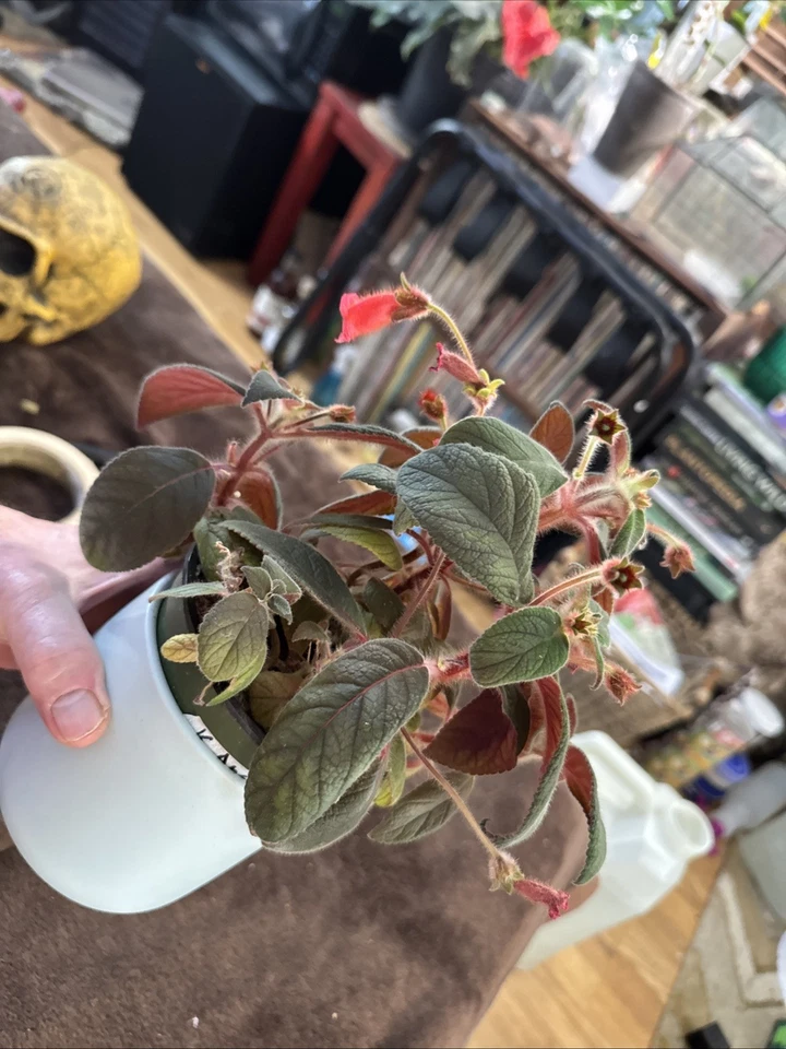 Volcán Kohleria An Foto 2 de 3