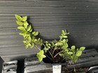 Harlequin Euonymus — photo 1