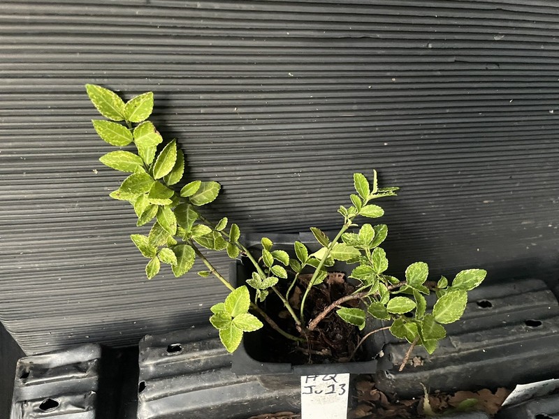 Harlequin Euonymus