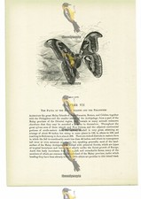 Atlas Moth, Animal Book Illustration (Print), c1916