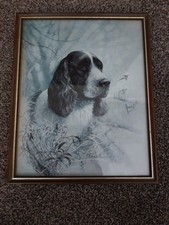 Picture Of A Cocker Spaniel Gun Dog