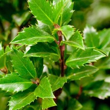 Stechpalme HECKENPRACHT 30-35 cm im Container