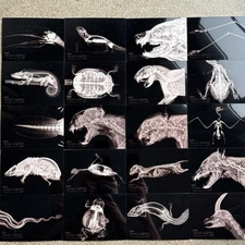 2024 Topps Allen & Ginter - Oregon Zoo X-Ray Inserts PICK YOUR CARD