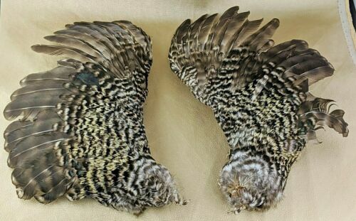 Capita 142Cm Birds Of A Feather Union | eBay 