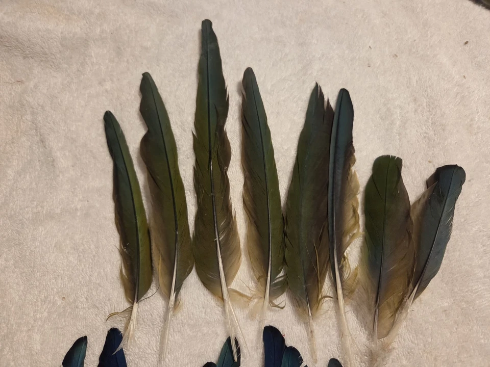 Plumas de cola y ala de pájaro guacamayo loro turquesa azul verde híbrido Foto 2 de 4