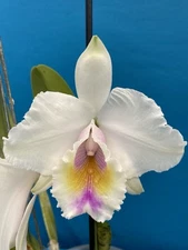 Cattleya quadricolor Orchid Eros X Orlata Pink White Red Yellow Species 7” Pot