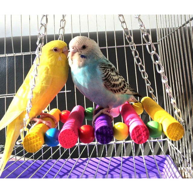 parakeet swing