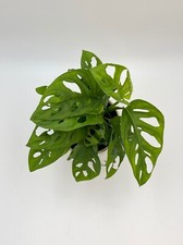 Monstera adansonii, Monkey Mask, Mini Swiss Cheese Plant, 30 cm, 12 cm pot